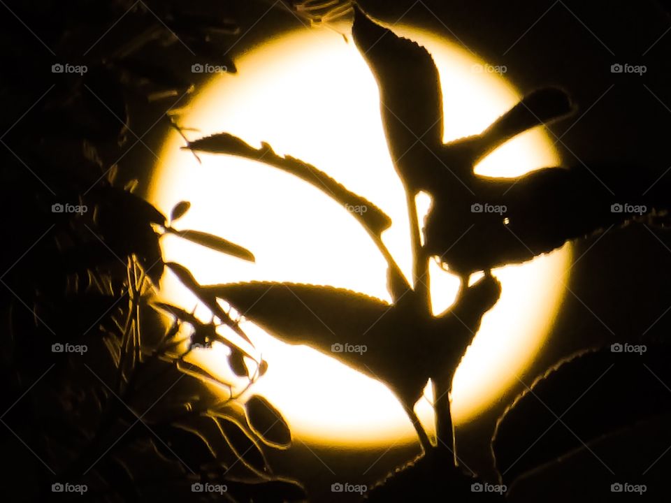 Fullmoon and leaf Silhouette 