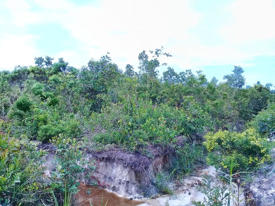 Conservation forest as a counterweight to ecosystems and a variety of animals and plants