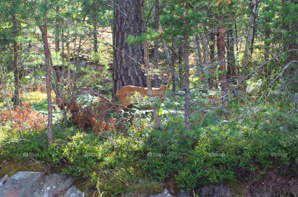 sweden close forest animal by comonline