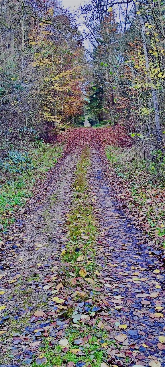 This trail leads thru the “Rainer Wald” or “Rainer Forest” near the town of “Rain” in “Niederbayern” or “Lower Bavaria”. 240 hectares were zoned as a wildlife refuge and the natural swamp forest was preserved and furthered. 2023. Hypnotic Productions