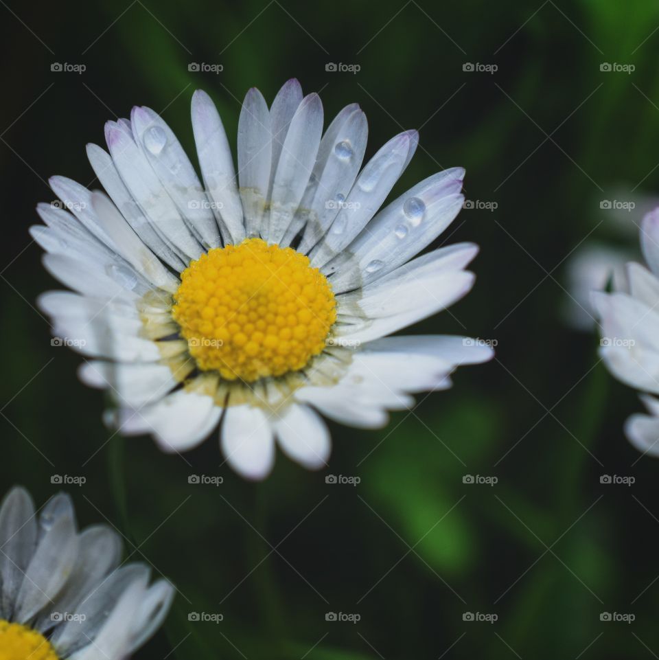 Rainy daisys