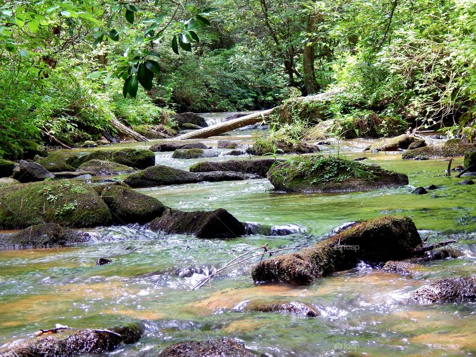 moss covered boulders and green foliage on a Georgia mountain stream