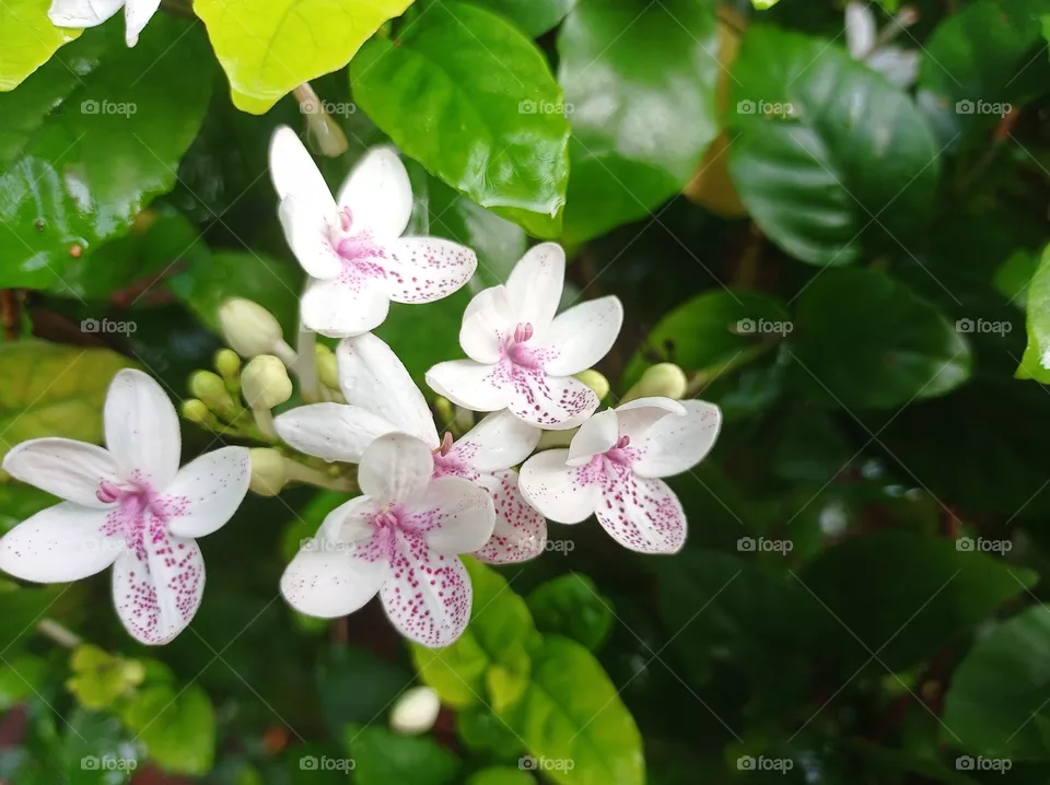 Jasmine