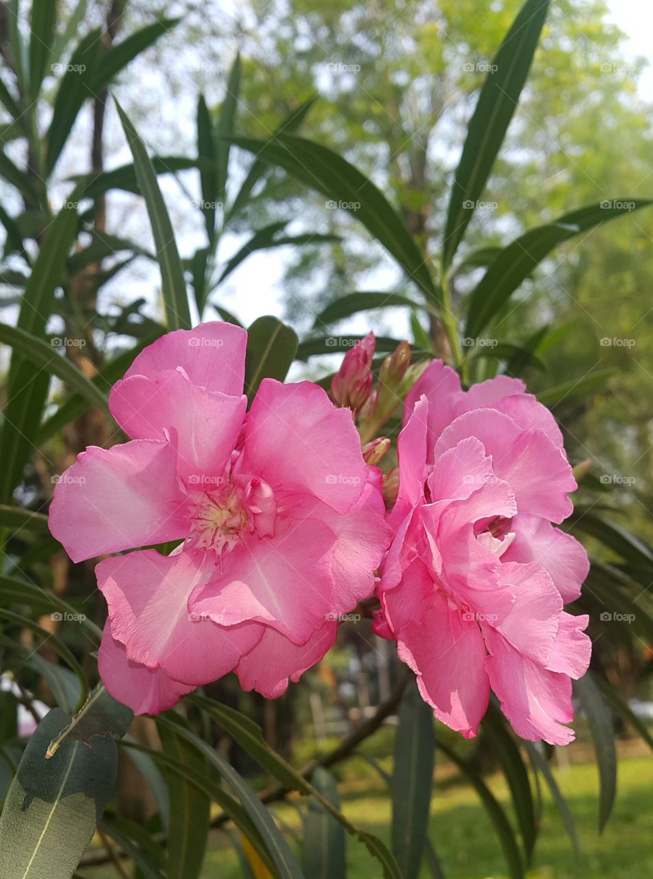 Oleander