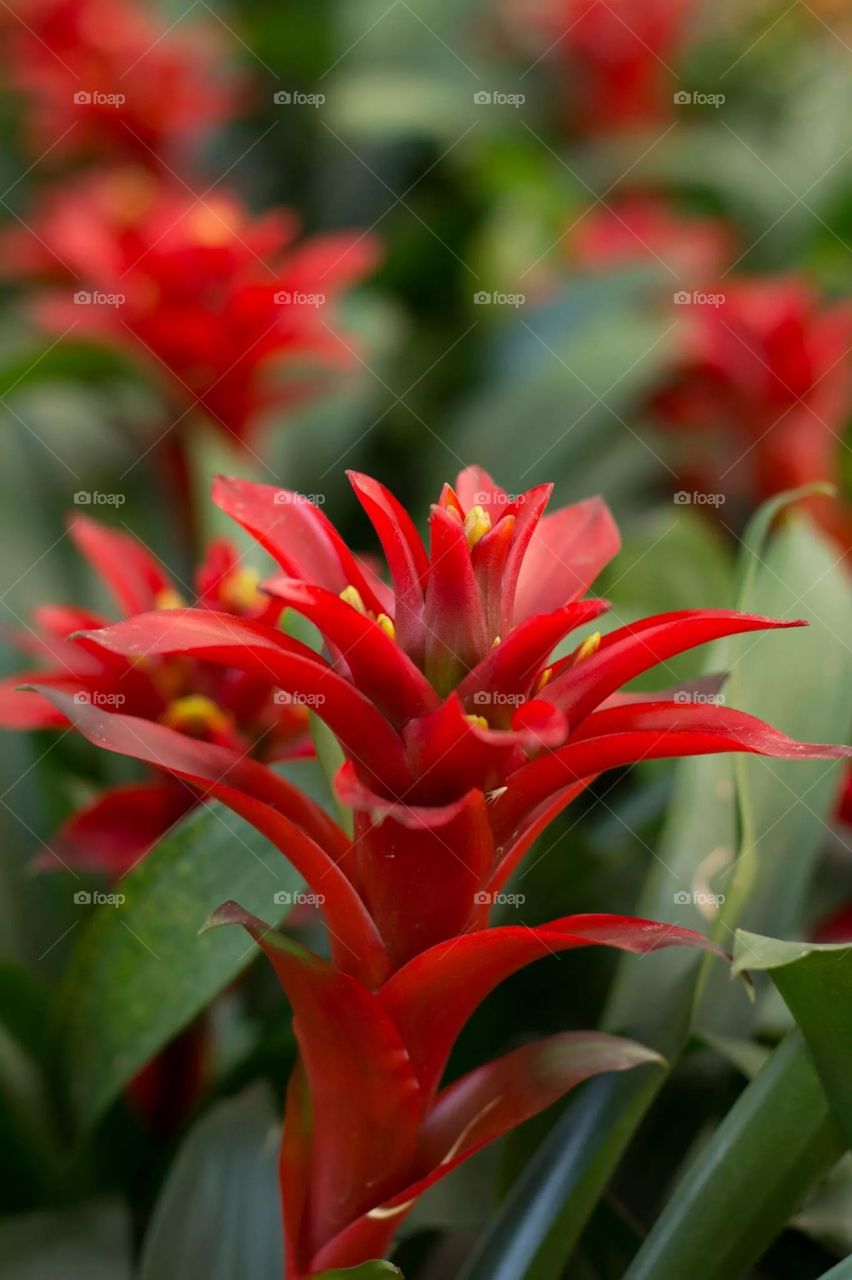 Red flower. Red flower in garden