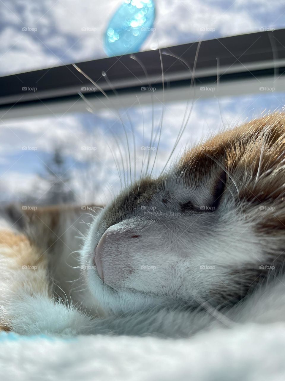 Stunning himself in the window, is Mr. Kitty. 