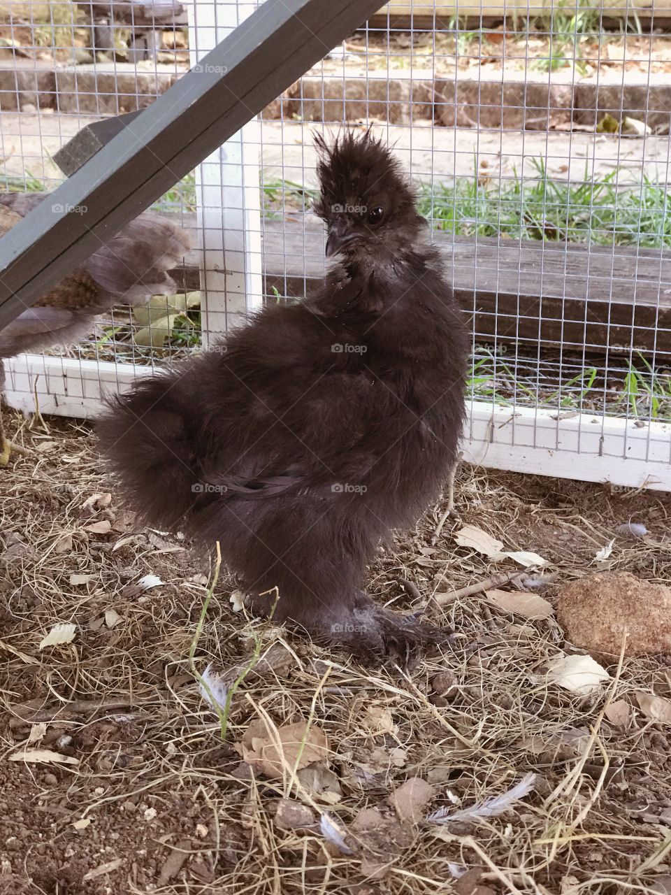 Silkie bantam chick