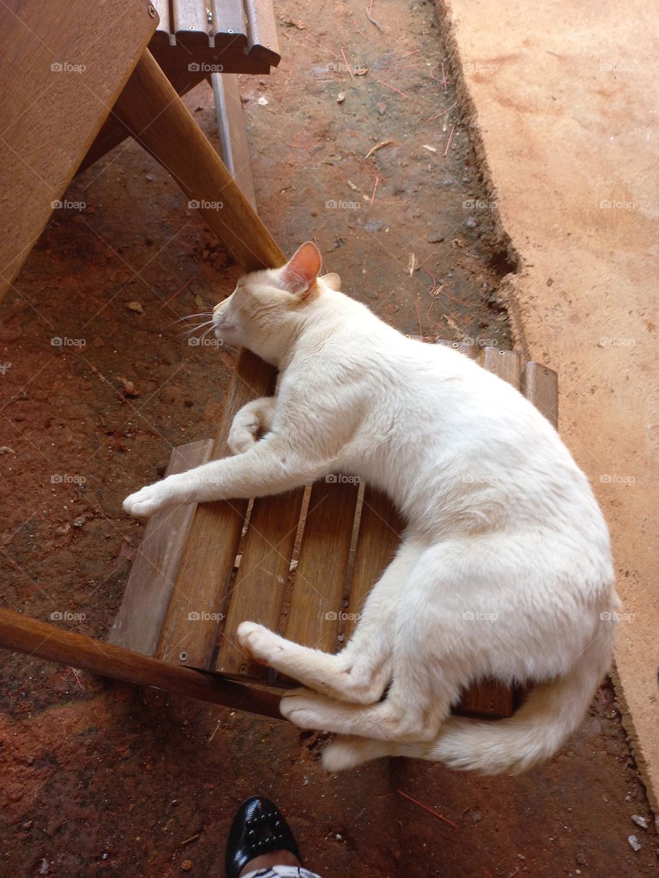 Gatinho dorminhoco. Dormir para os gatos é essencial, pois permite que eles tenham uma vida saudável e equilibrada. Os gatos dormem dezesseis horas por dia, necessárias para acumular energia