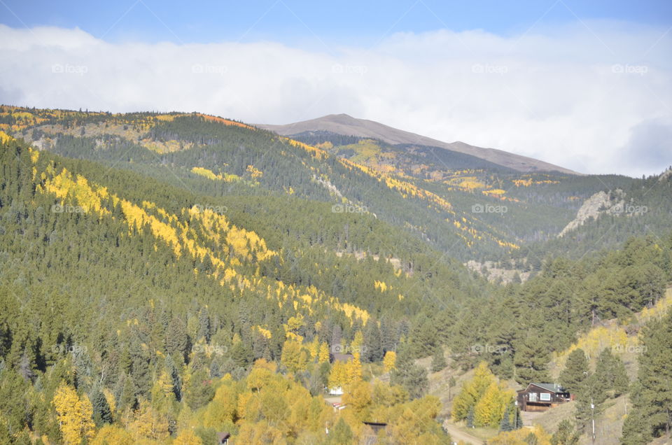 Aspens