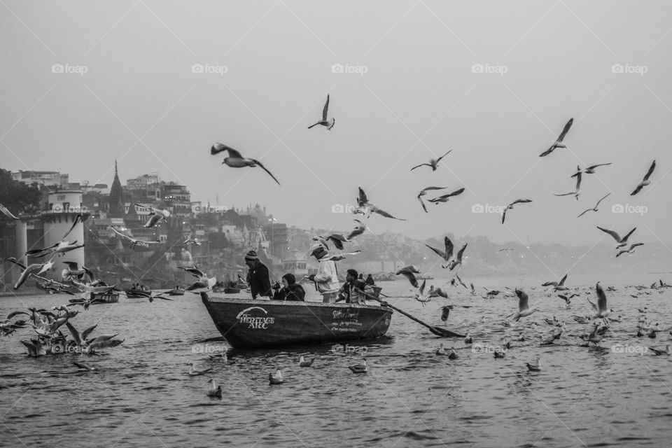Birds and boats 