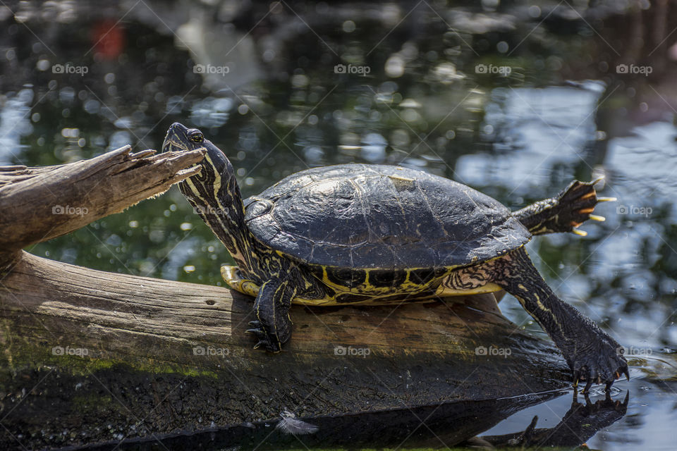 Turtle relaxing in the sun