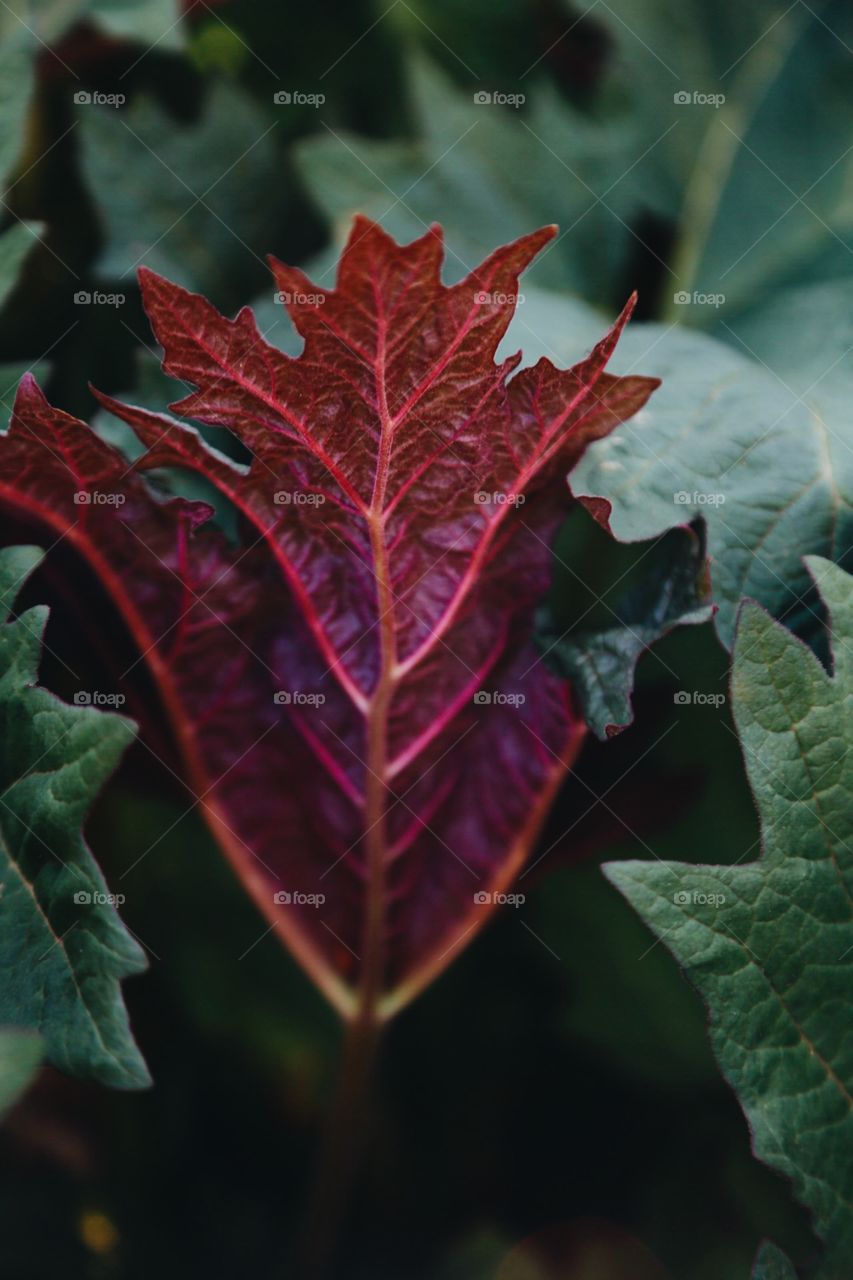 A purple plant