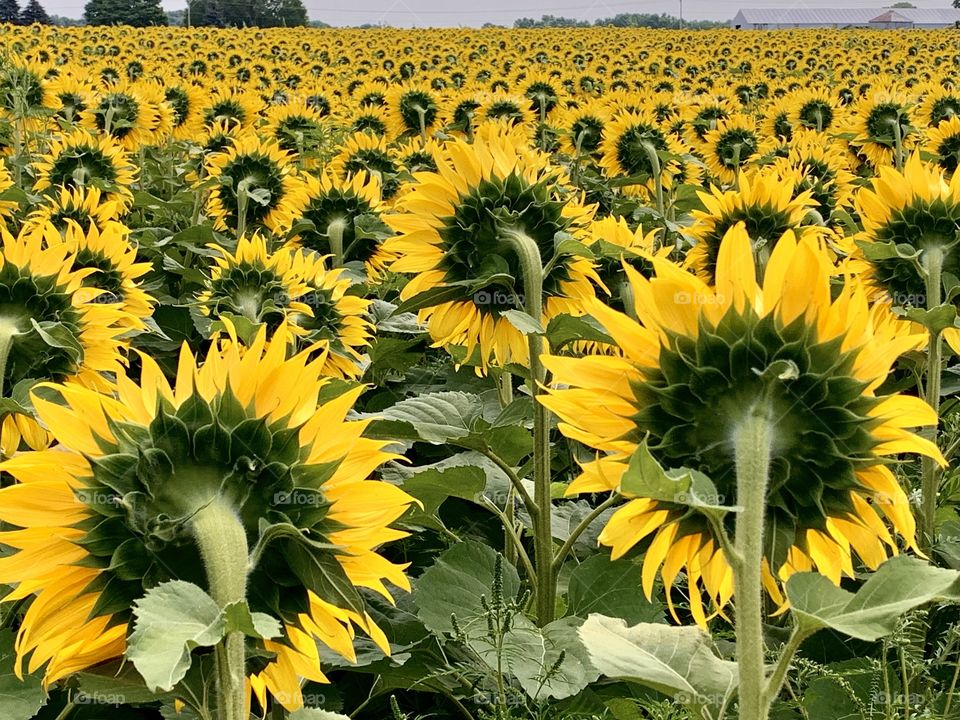 Sunflowers facing east