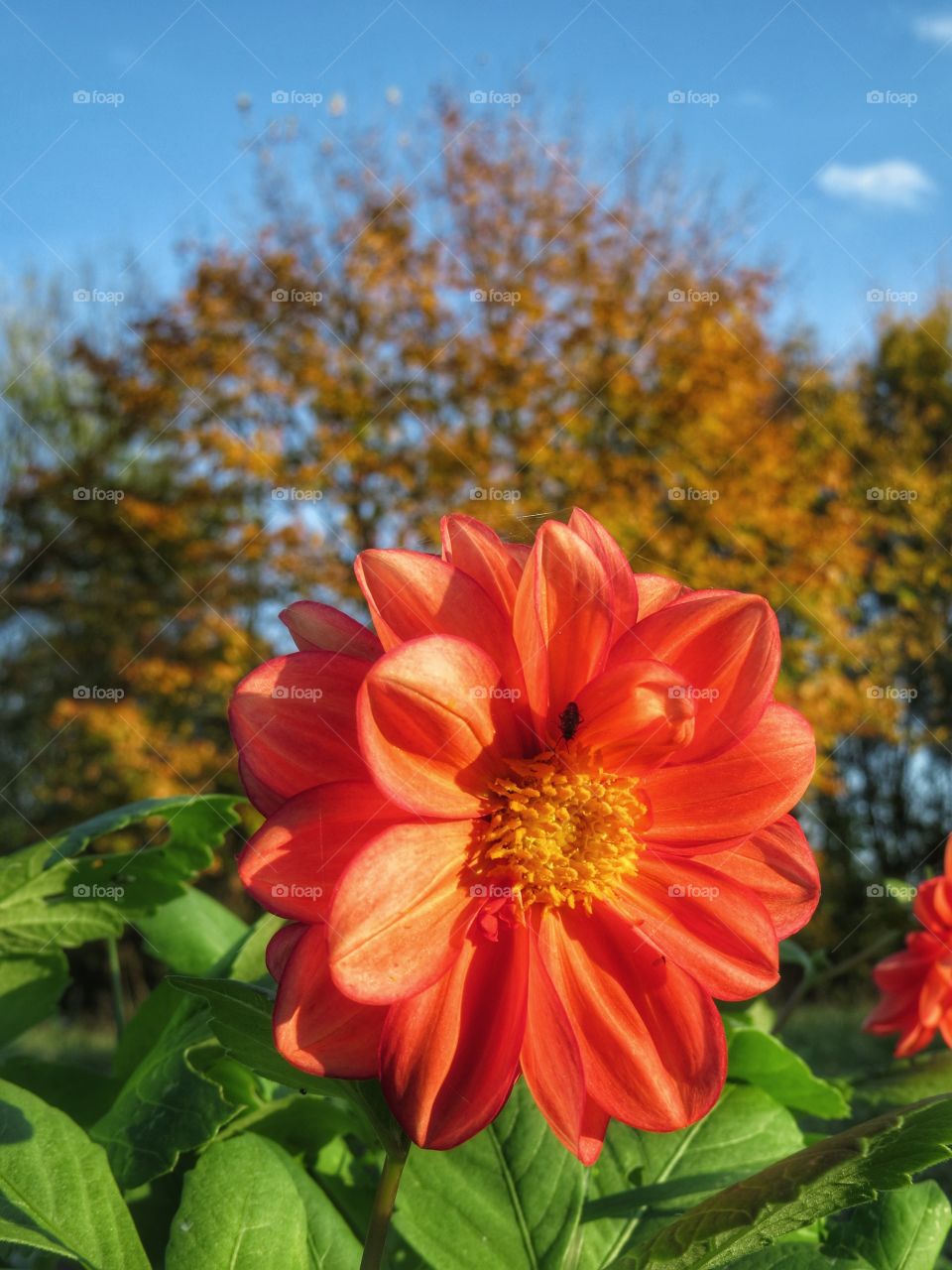 Autumn colors