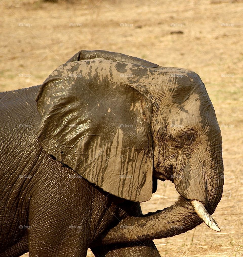 An elephant spraying himself with water to cool down 