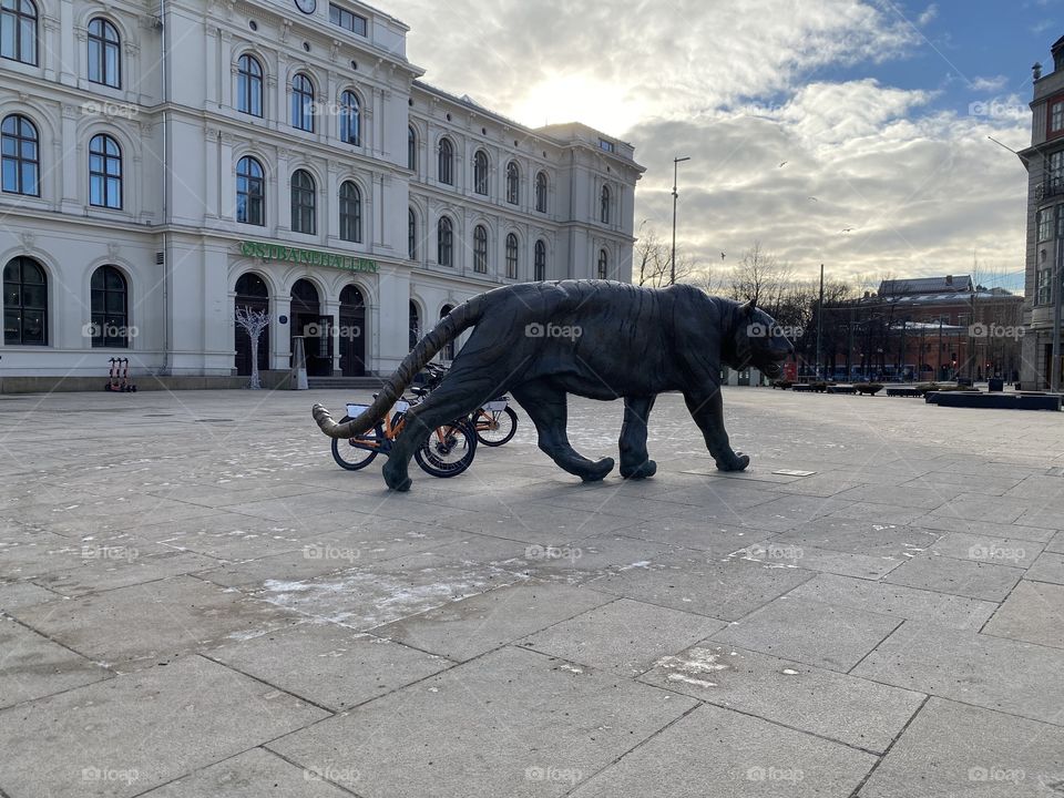 Tiger of oslo in beautiful Norway 