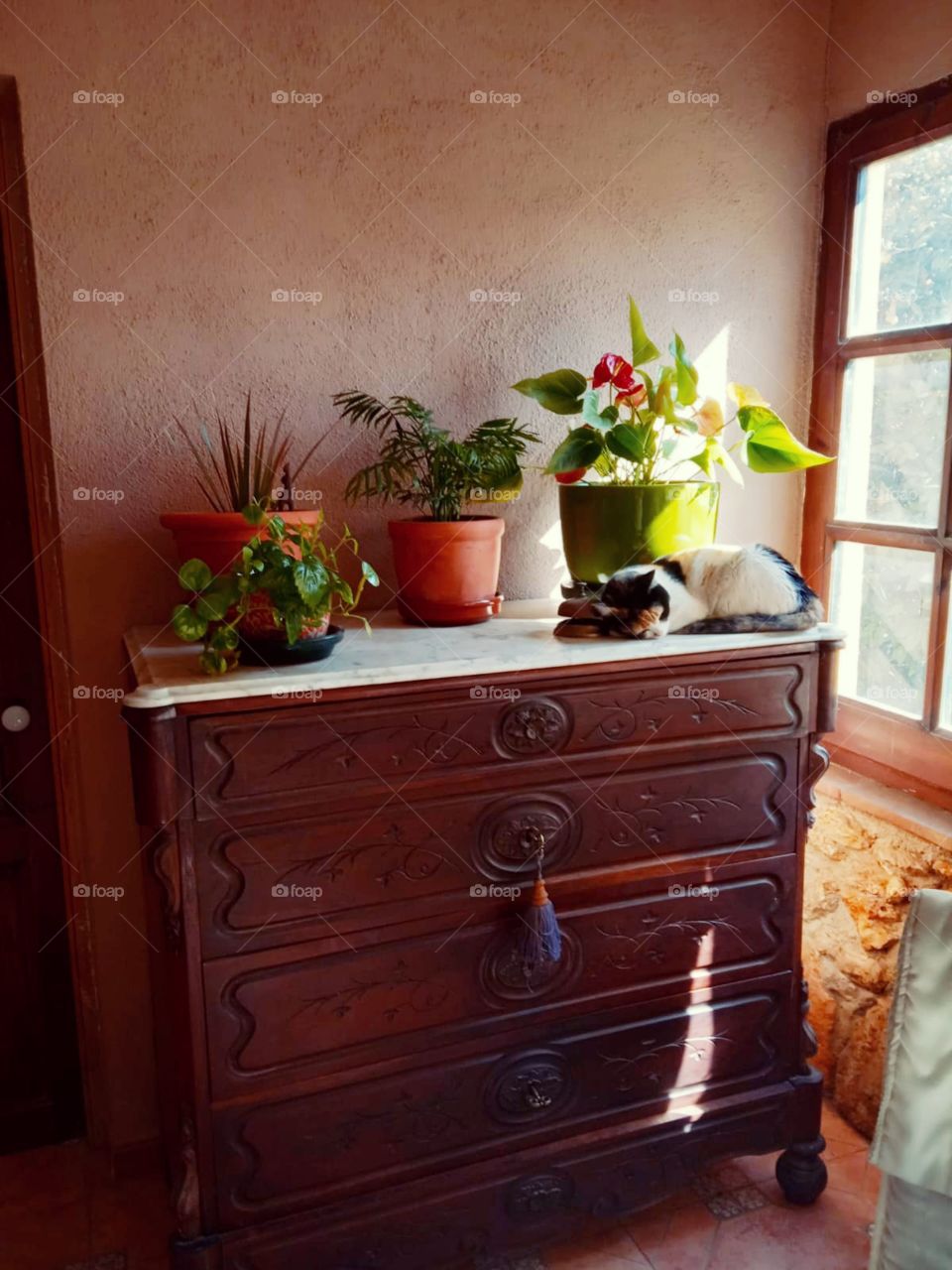 Some of my plants and my cat sleeping