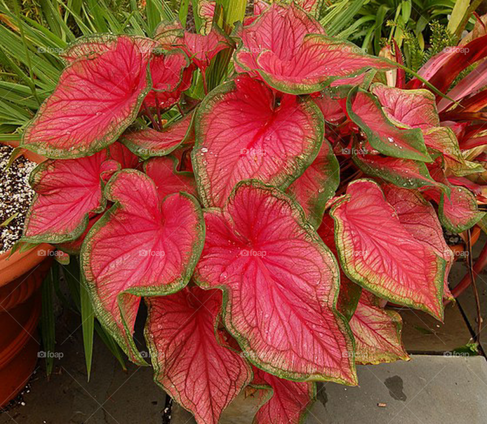 Caladium Vermelho