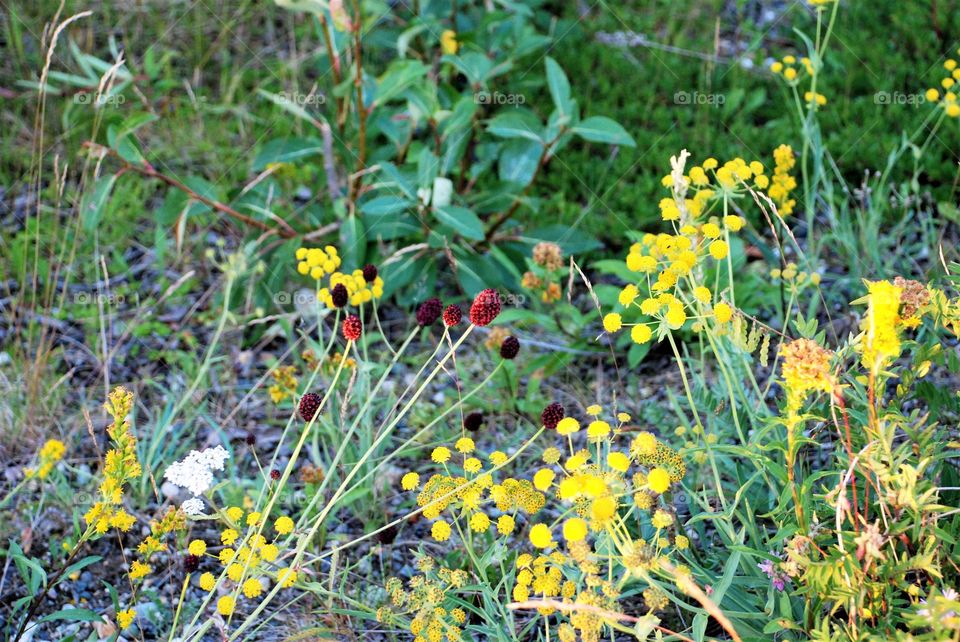 Wild flowers 