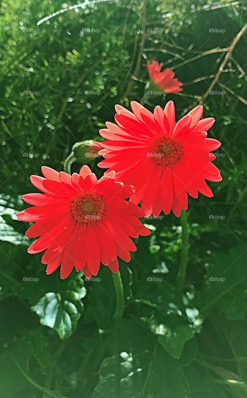 Red flowers 