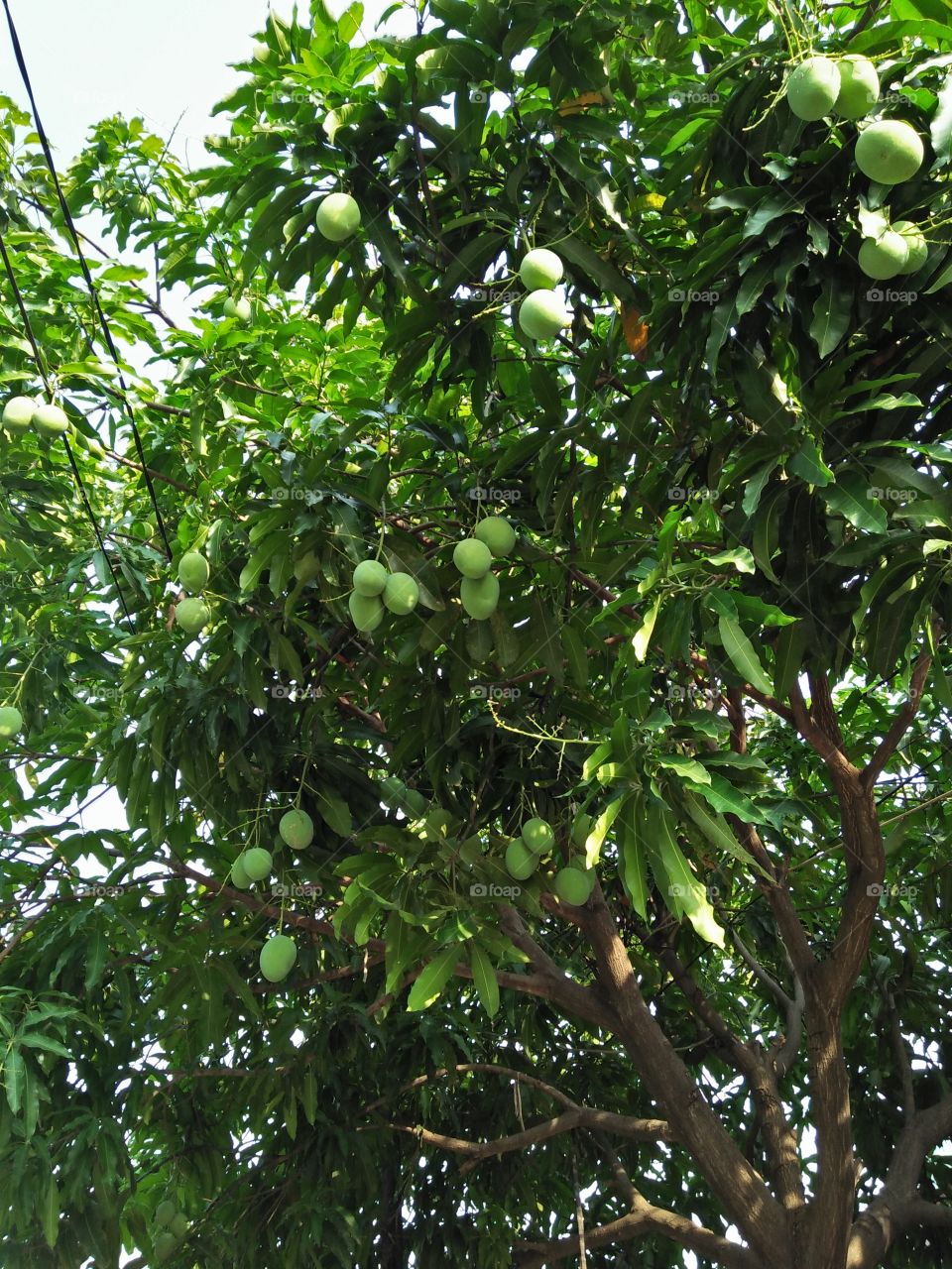 Mango fruit