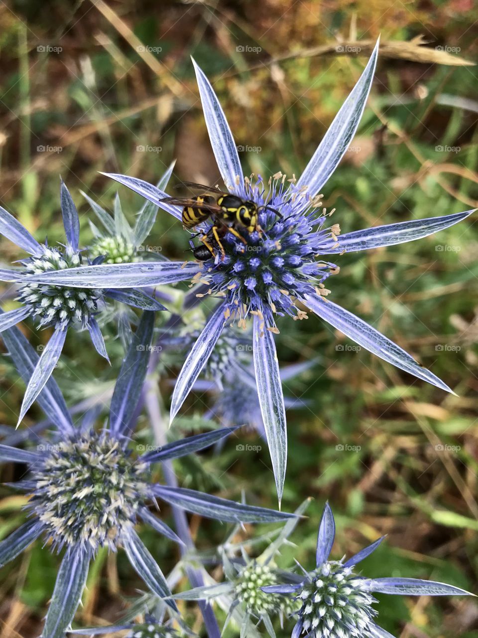 This Sea Holly (Eryngium bourgatii) is native to the Canadian West Coast & blooms summer to fall. The Yellow Jacket Wasp (Vespula pensylvanica) shown is drinking nectar & can be beneficial helping to control harmful plant eating insects of crops.