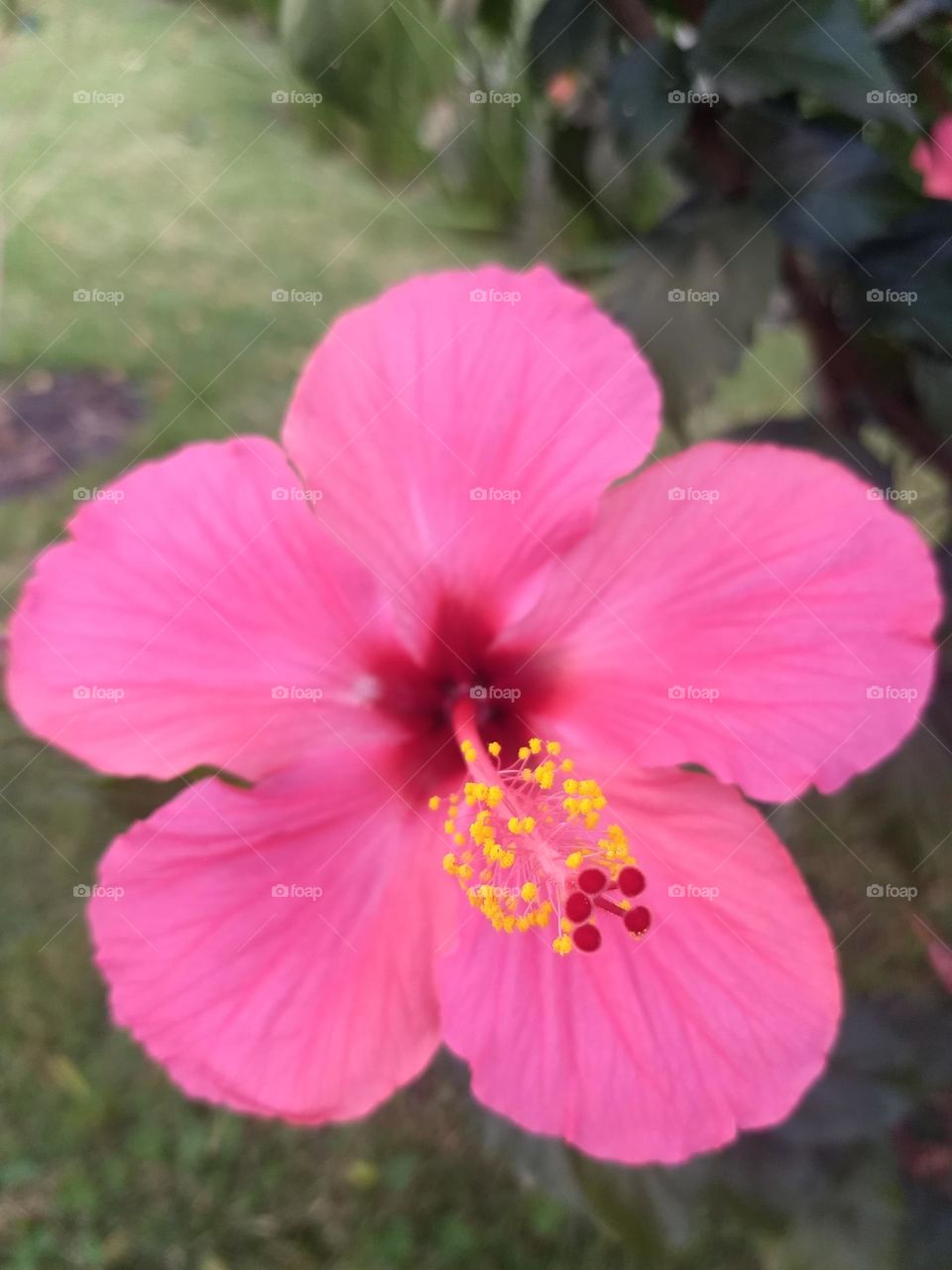 pink hibiscus