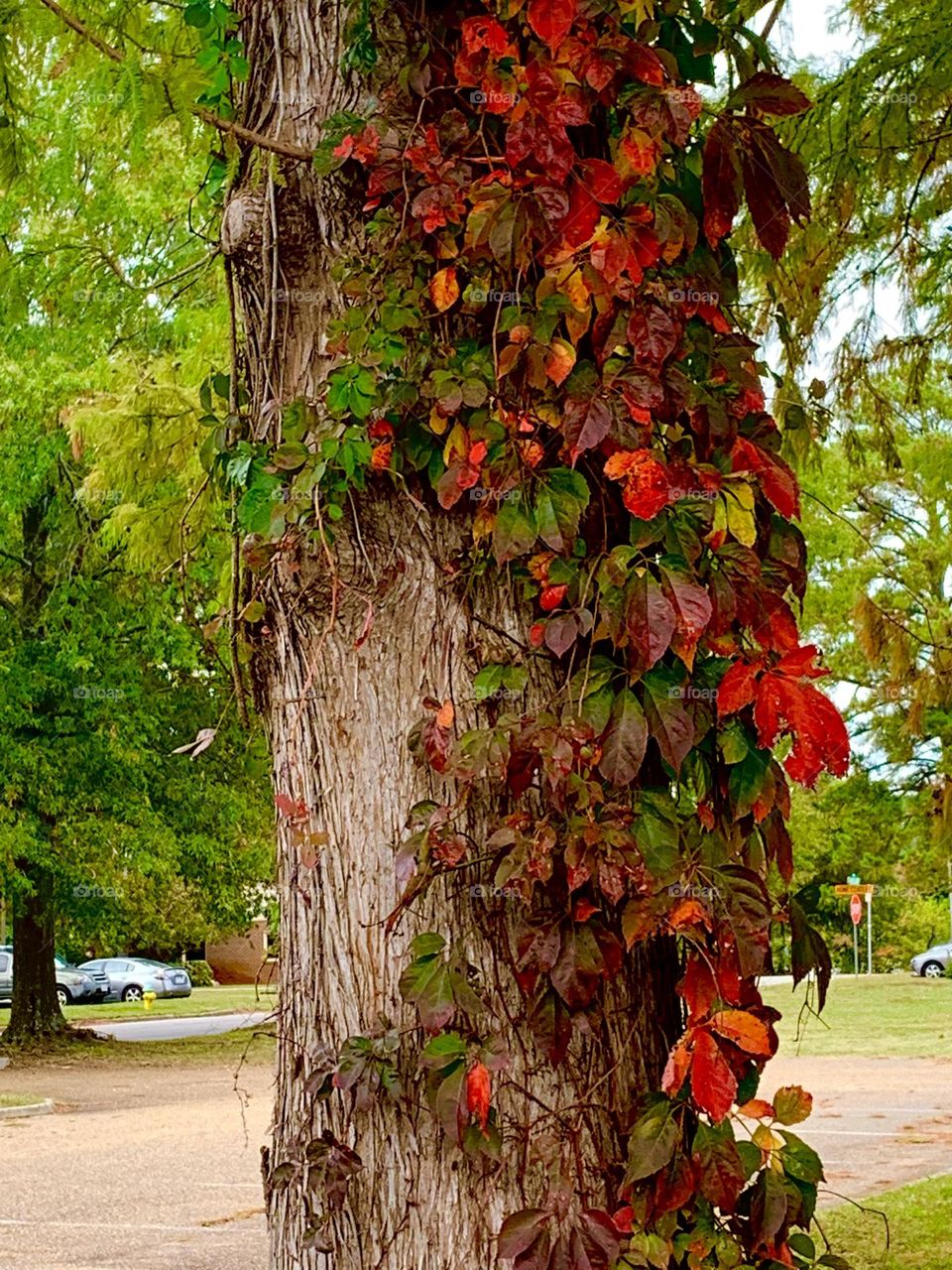 Red ivy