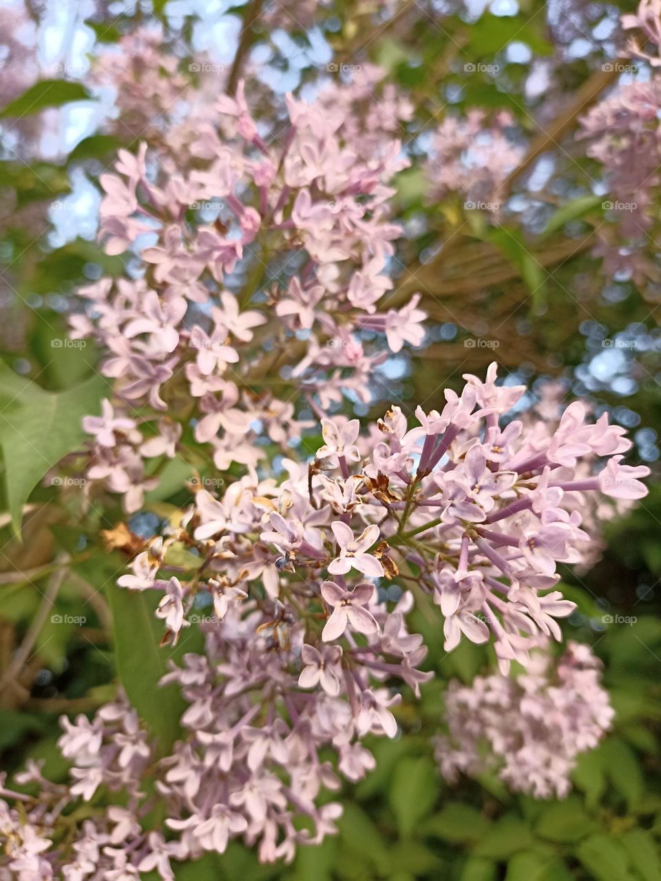 Lilac flowers