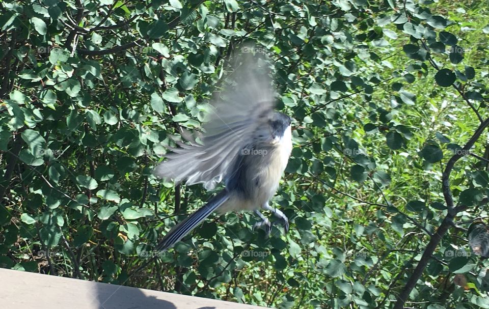 Nature, Bird, Outdoors, Wildlife, Tree