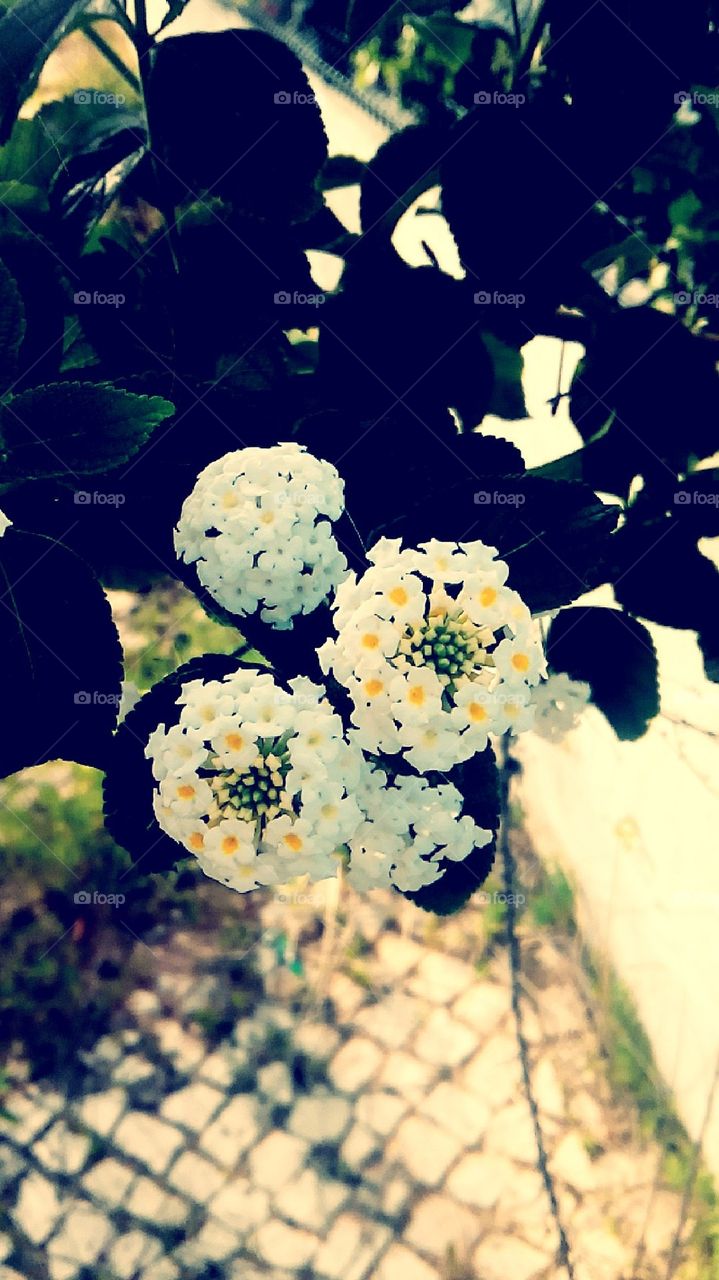 white flowers