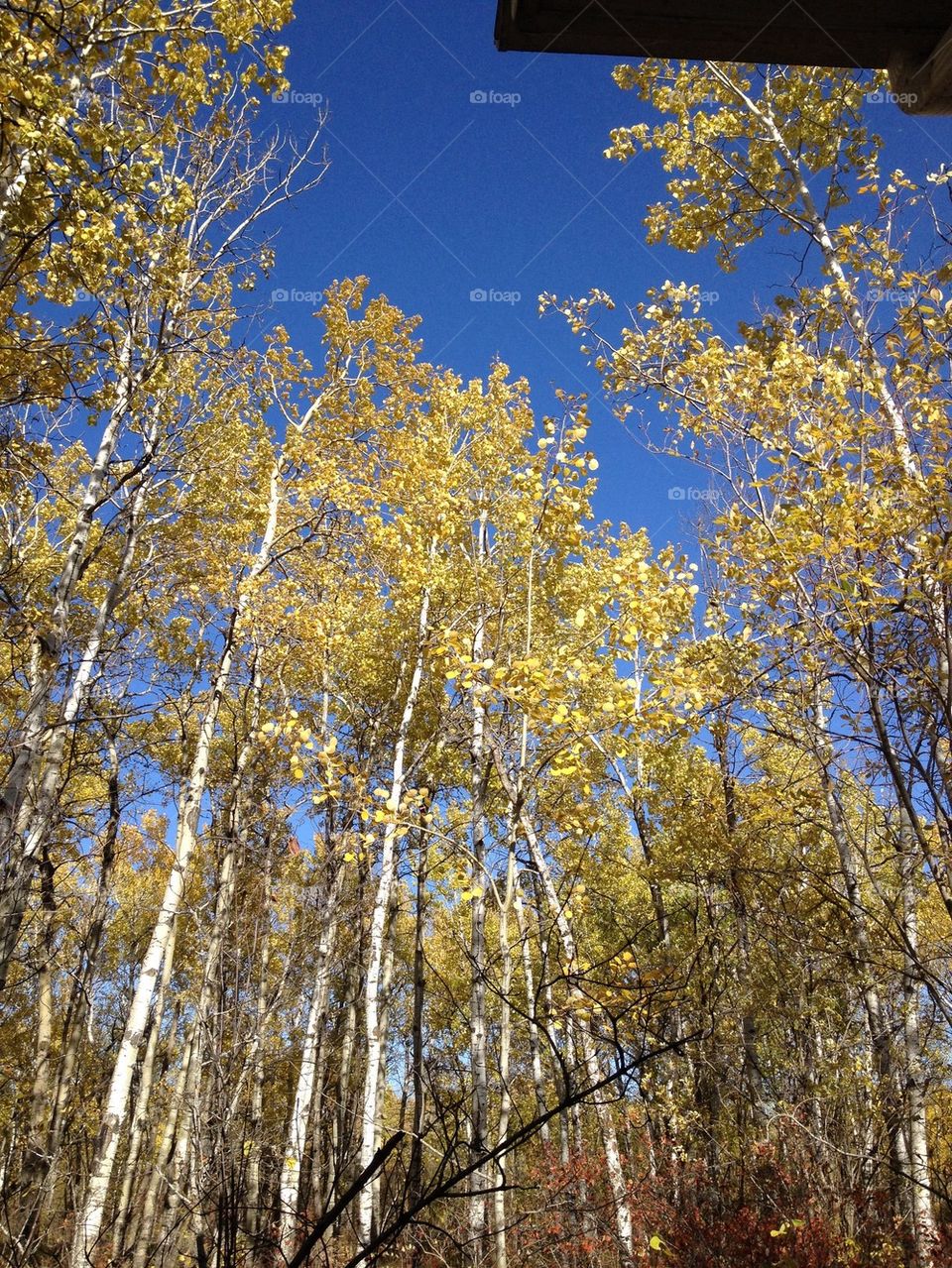 Fall poplars