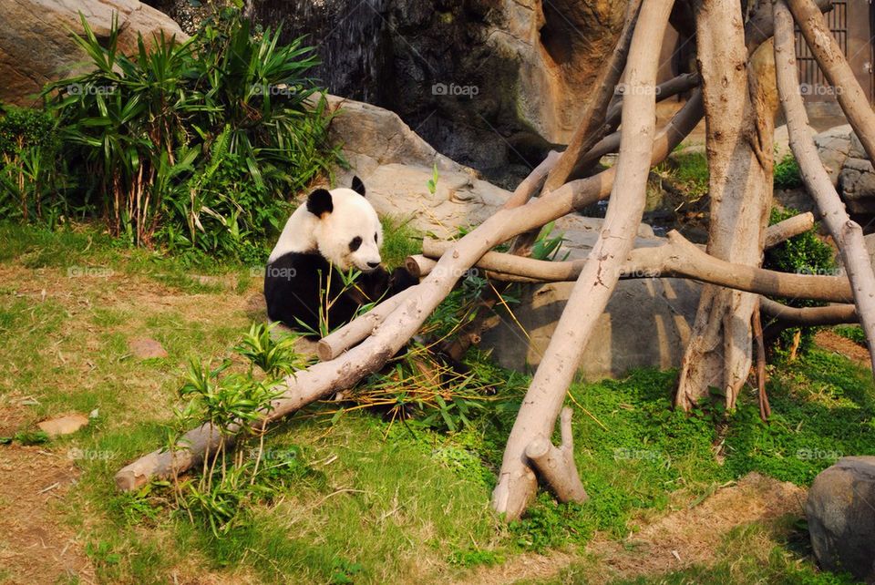 Panda bear