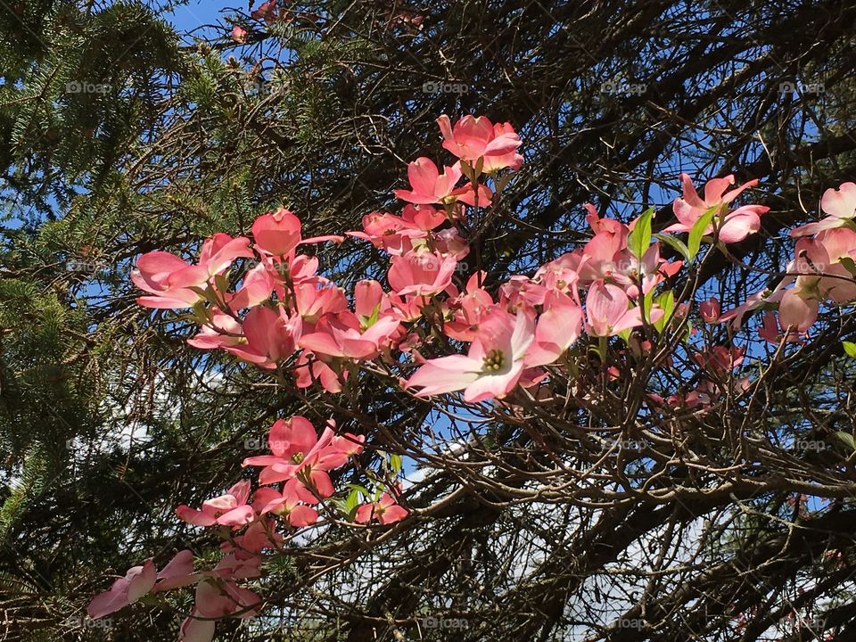 Pink dogwood and pine