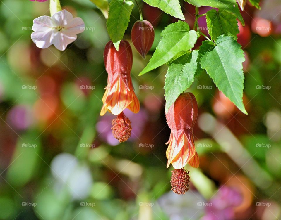 Bell flowers growing in a community garden