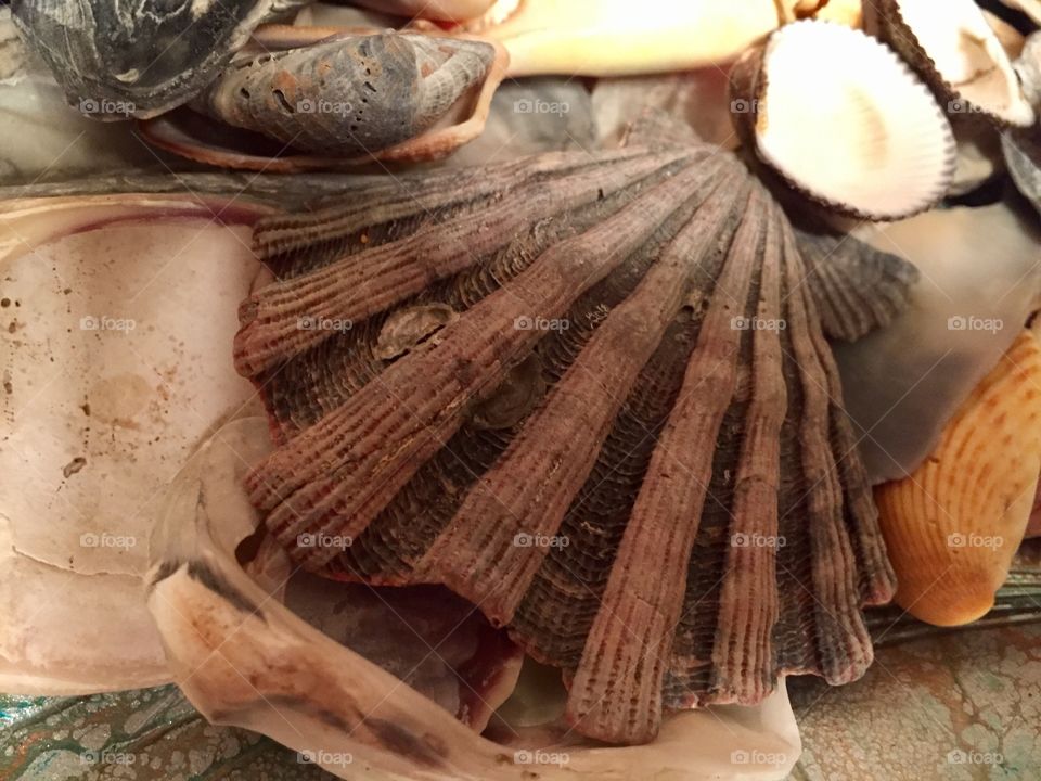 Seashells 