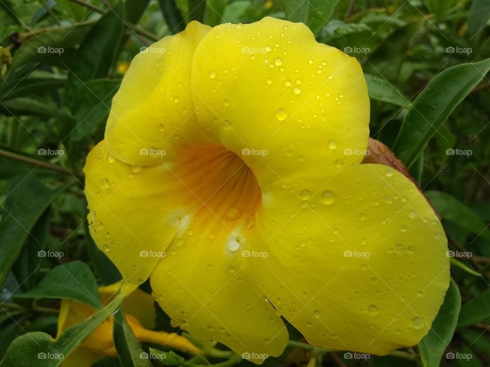 yellow flower rainy season