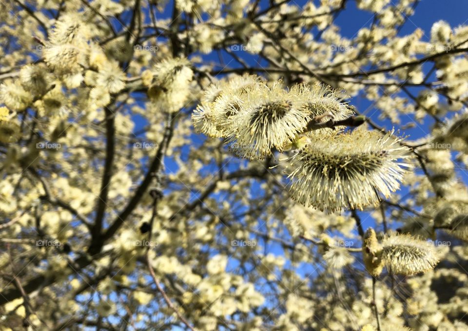 Spring fluffy blossom