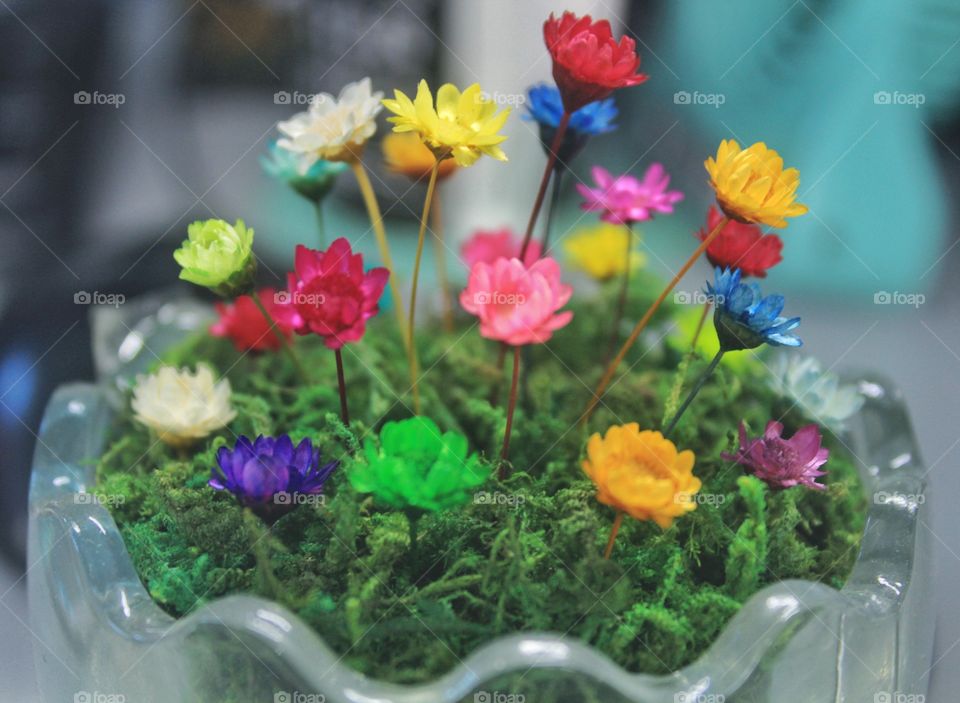 I remember this plant. I thought it's artificial but my sister told me it's a magic plant. Still wondering if it's still alive in my sisters room.