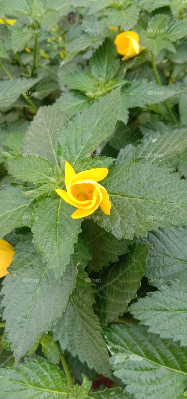 not a rose fold 🖤