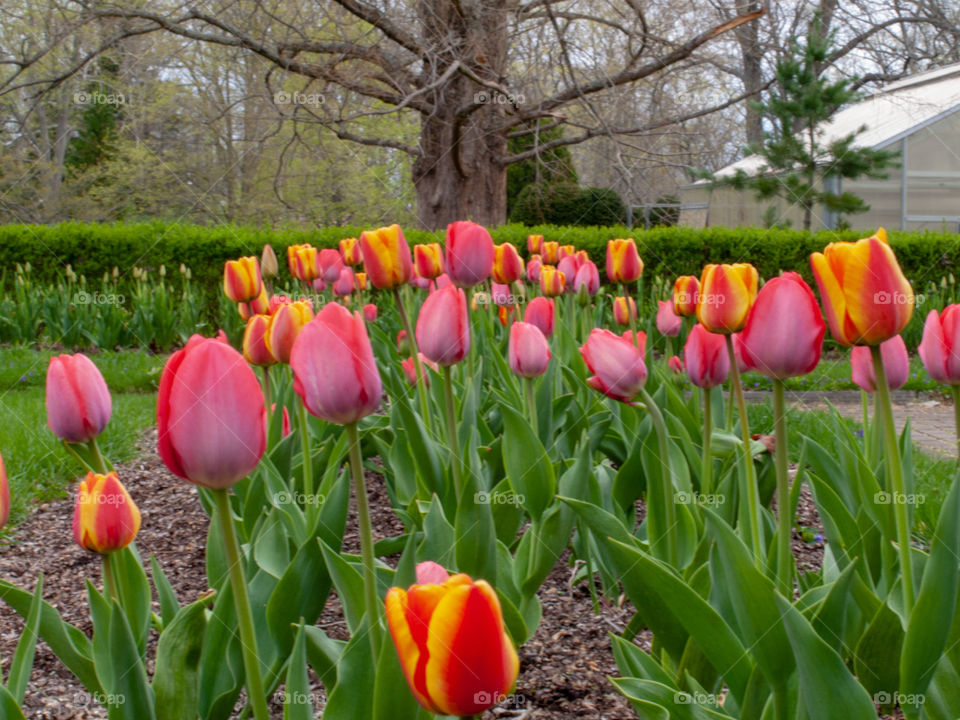 Beautiful spring tulips 