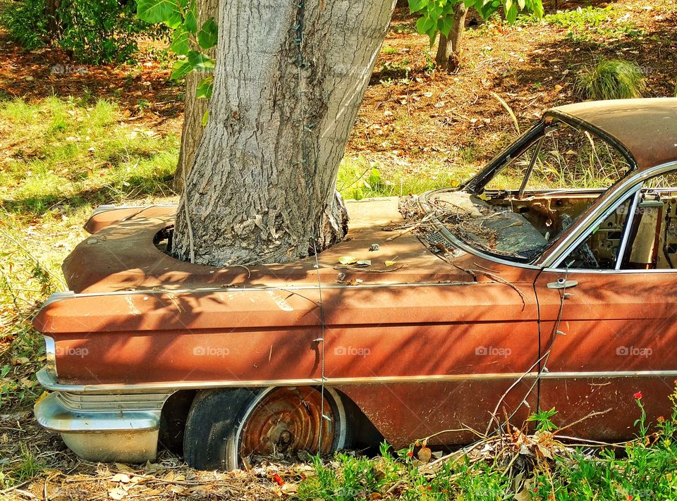 Quirky Garden Decoration. Abandoned Car With A Tree Growing Out Of It In A California Garden
