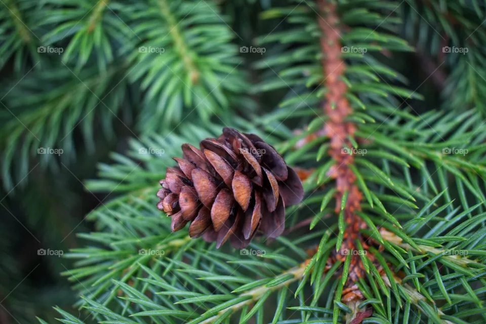 cone
