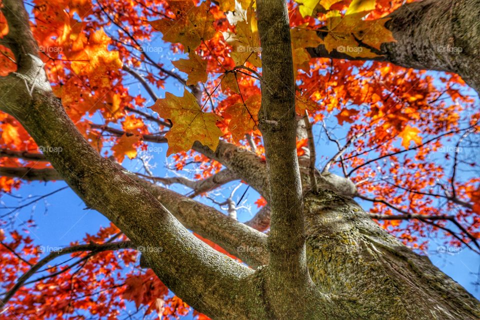 Nature. Maple Tree