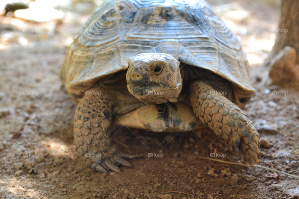 Turtle living in Alanya turkey.