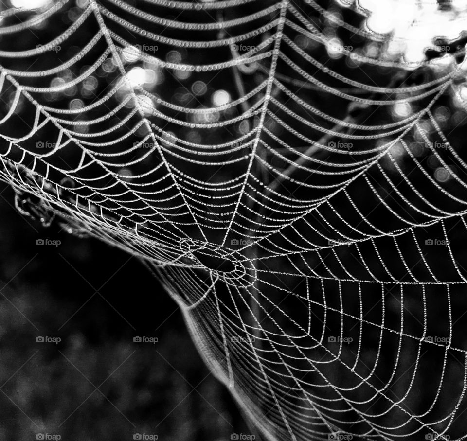 Web world