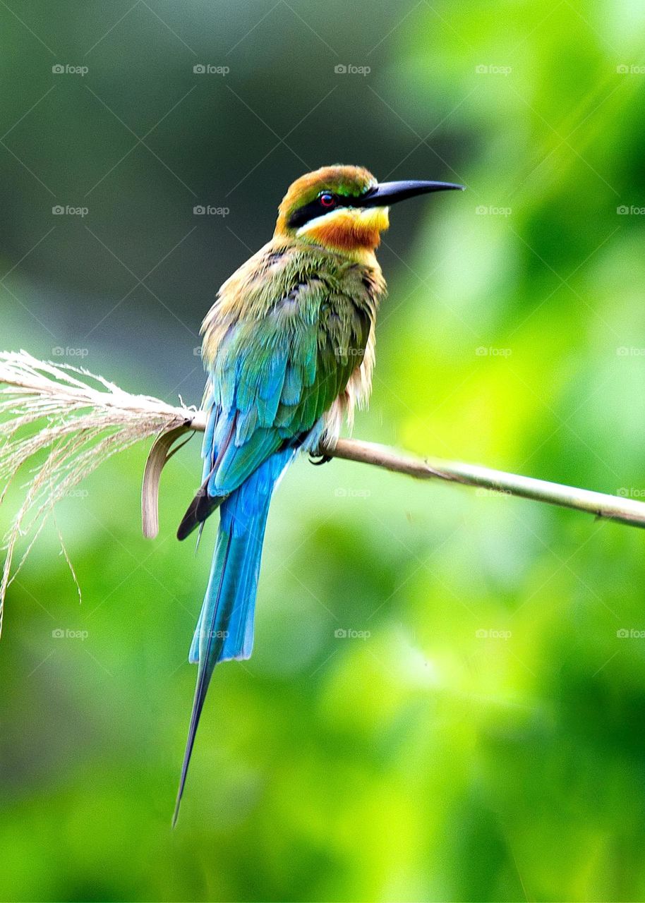 Beautiful and cute bird