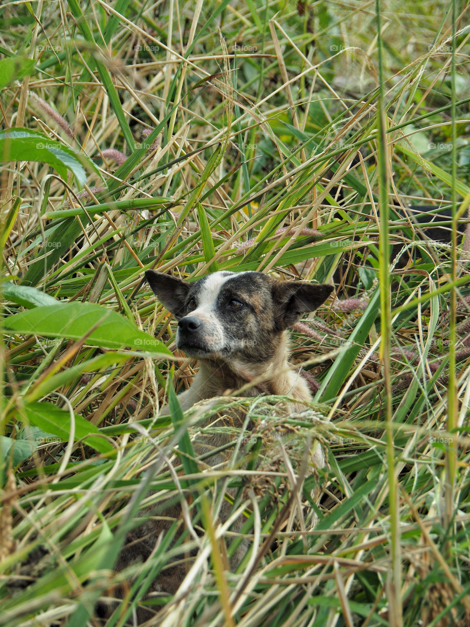 Dog in a rice field in northern Cambodia 