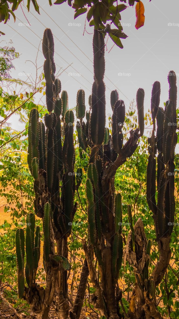 desert plant cactus 