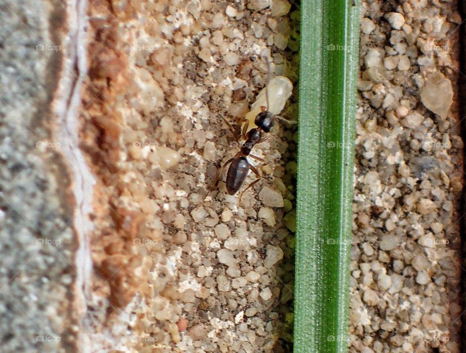 Ant moving its egg